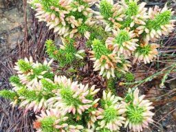 Erica coccinea pale buds